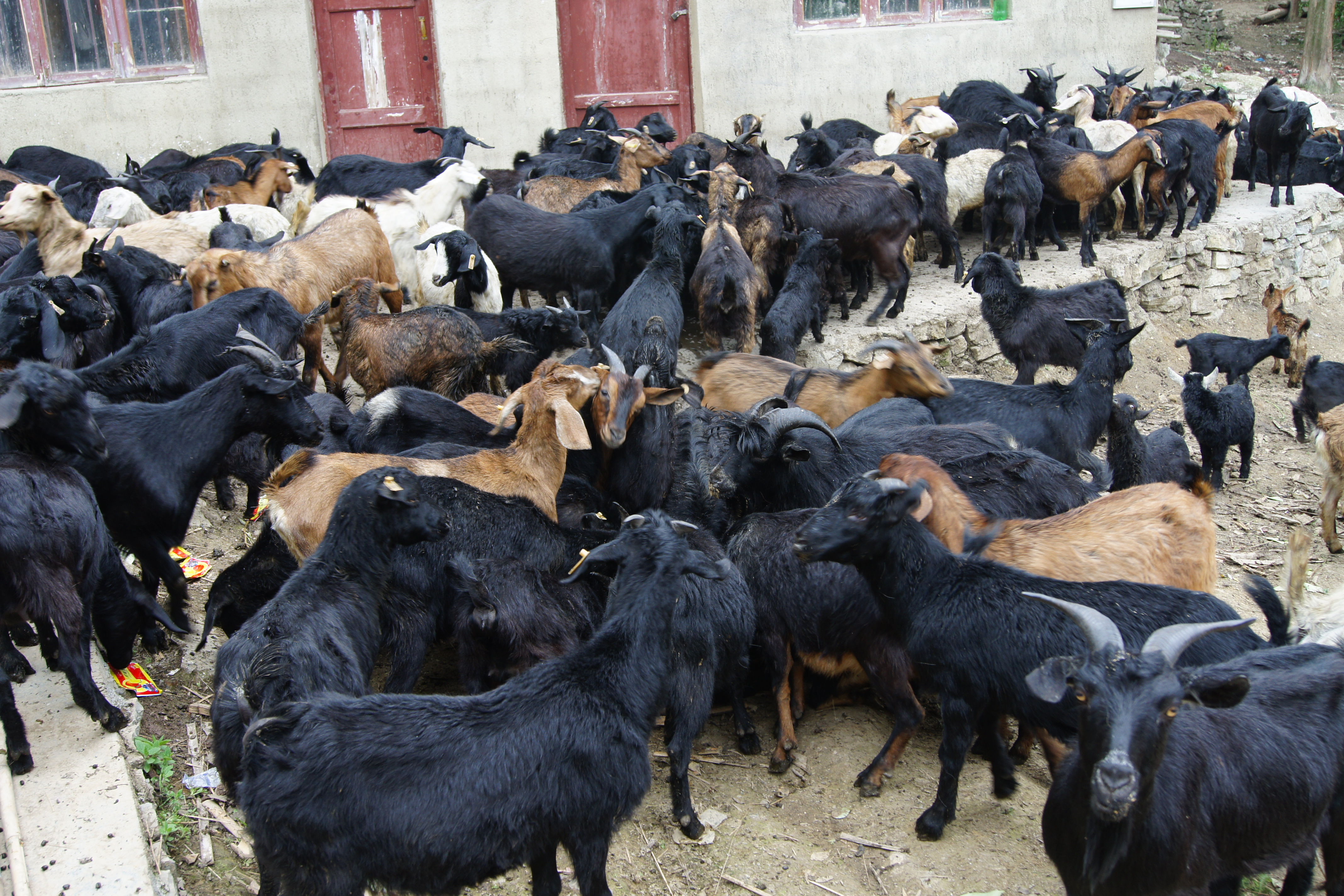 养什么山羊最赚钱又好养,新手养山羊怎么入门