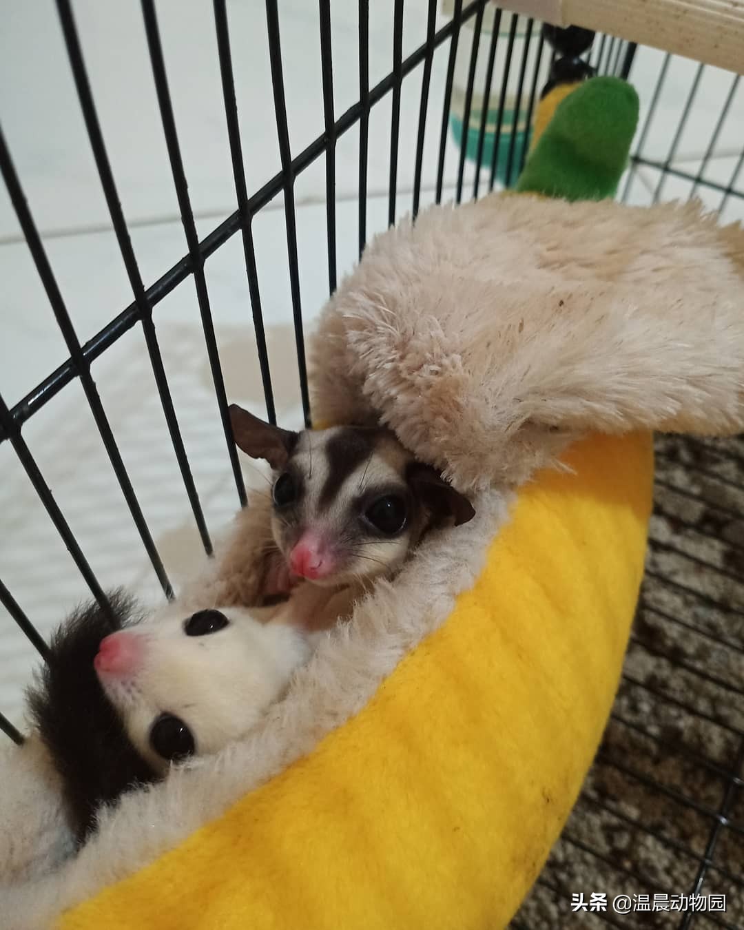 蜜袋鼯为什么不建议饲养,正确蜜袋鼯的饲养方法