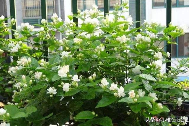 茉莉花盆栽浸盆浇花的正确方法,盆栽茉莉怎样浇水施肥