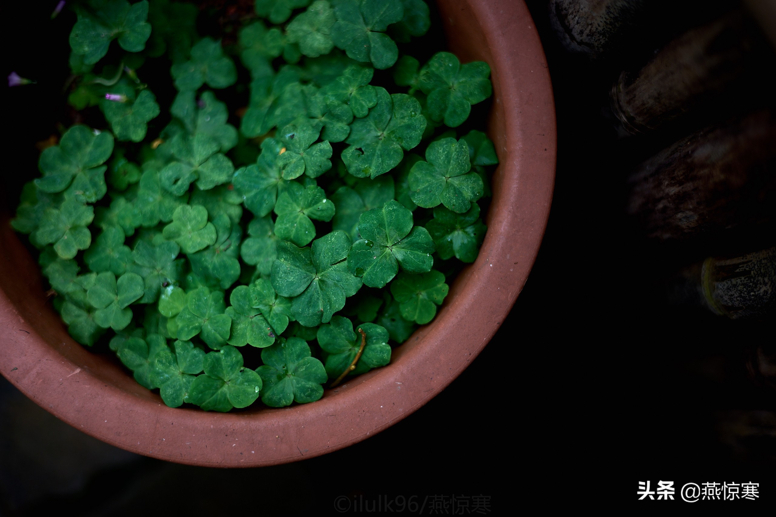 徕卡最值得玩的镜头,徕卡镜头351.4和501.4拍摄对比