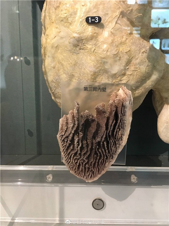 牛为什么只吃草就有一身肌肉,为什么牛光吃草就能长出一身肌肉