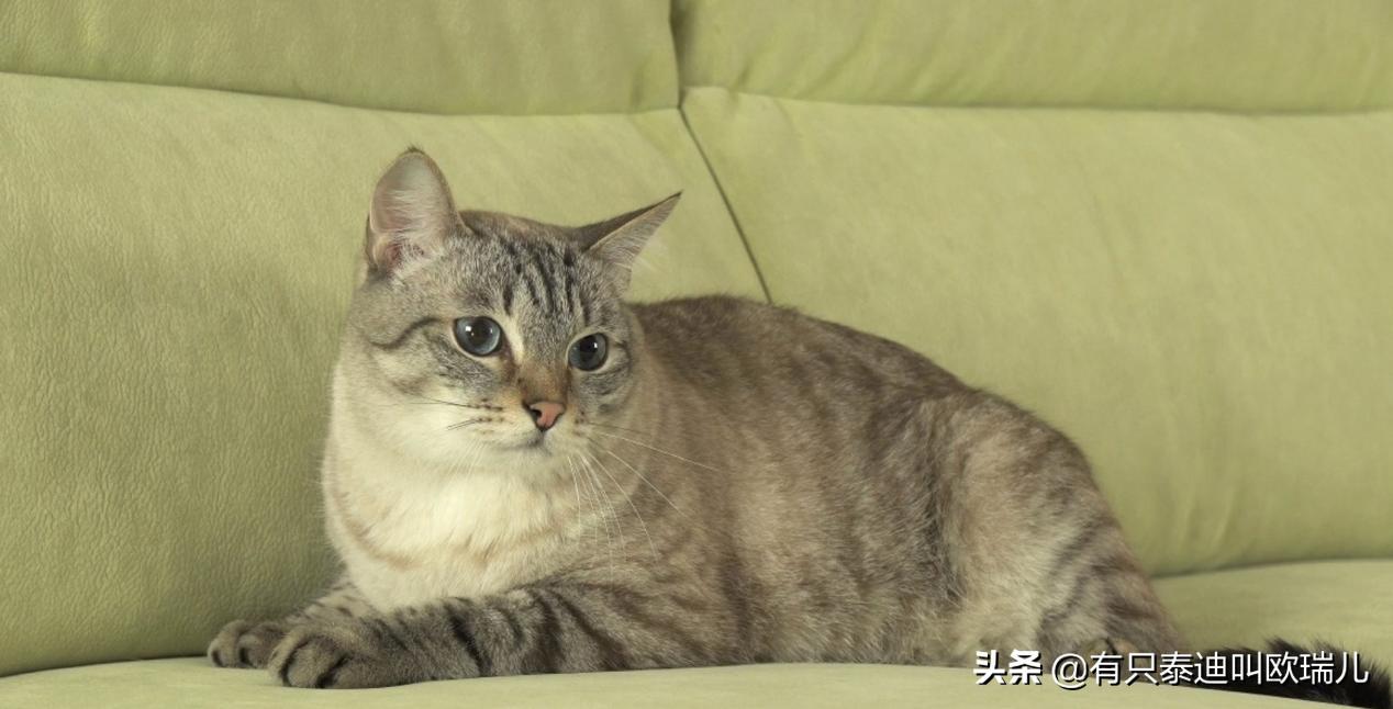 猫咪尿床上了怎么清理被子,猫咪尿床怎么办能教训它吗