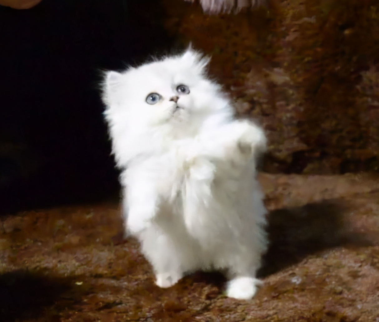 金吉拉猫拉肚子吐毛球,金吉拉拉稀什么病