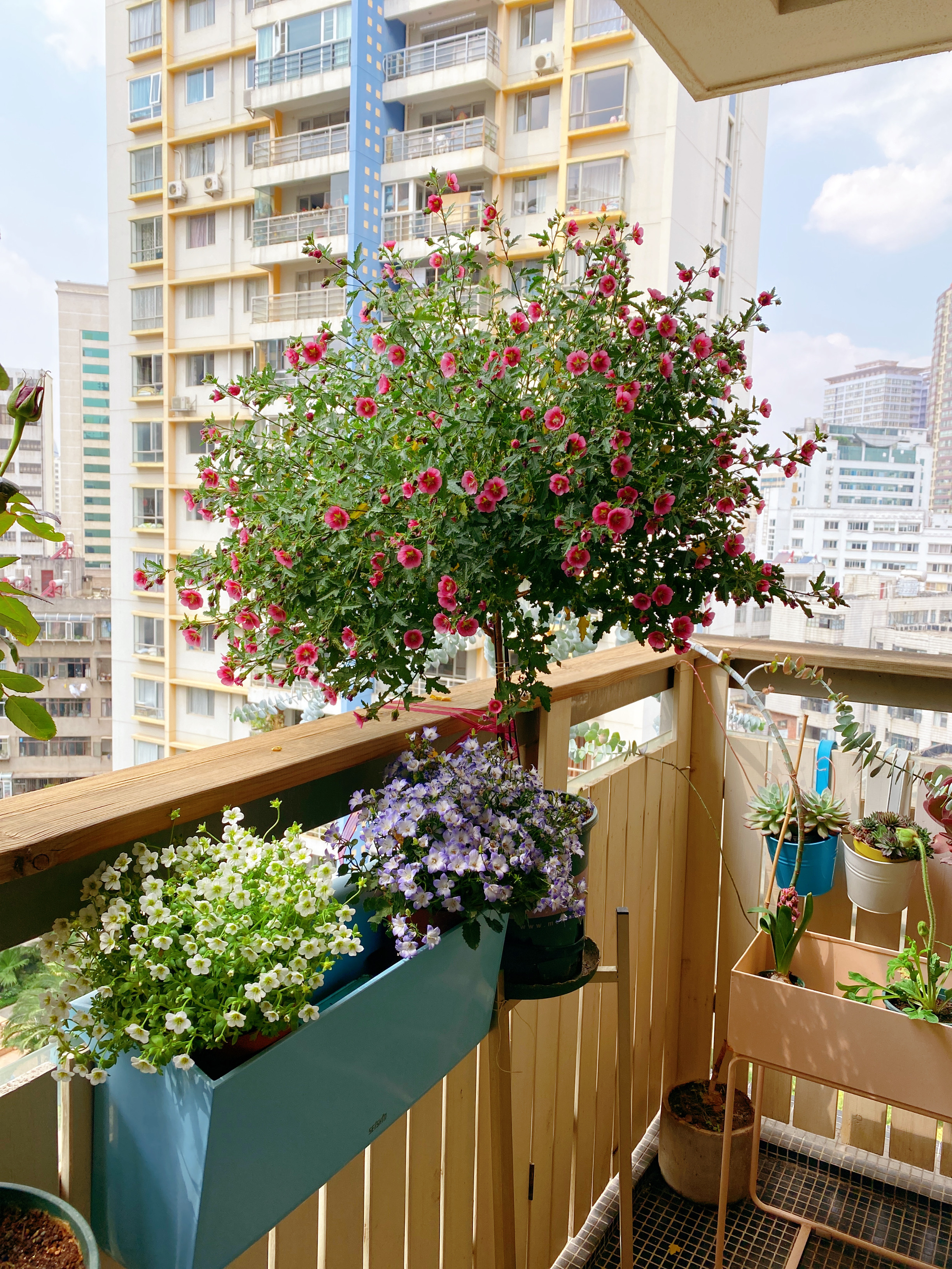 春天养玛格丽特菊花,春天养一盆草花