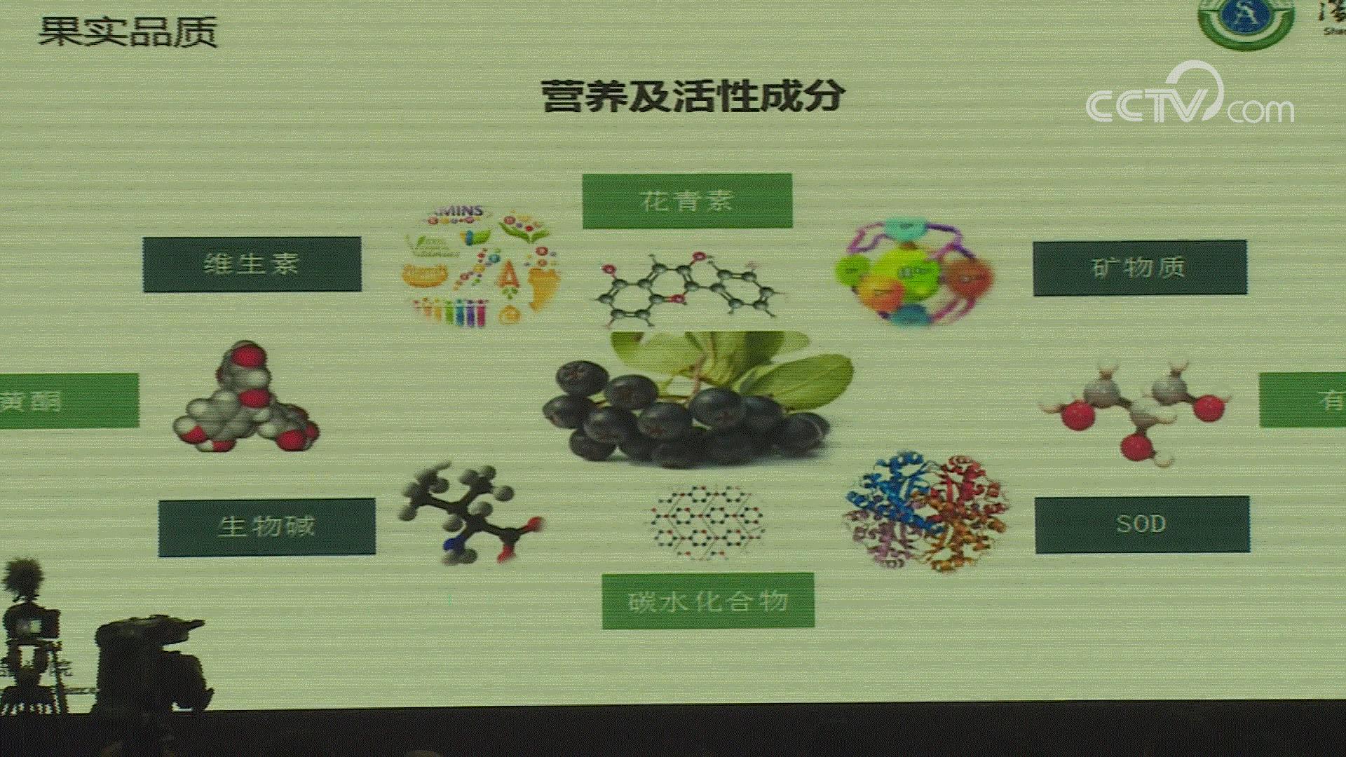 黑果花楸和蓝莓,黑果花楸和蓝莓有什么区别