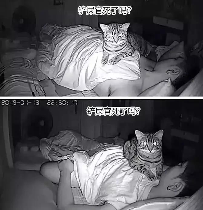 养了5年的猫居然让我丢掉,我养了七只猫