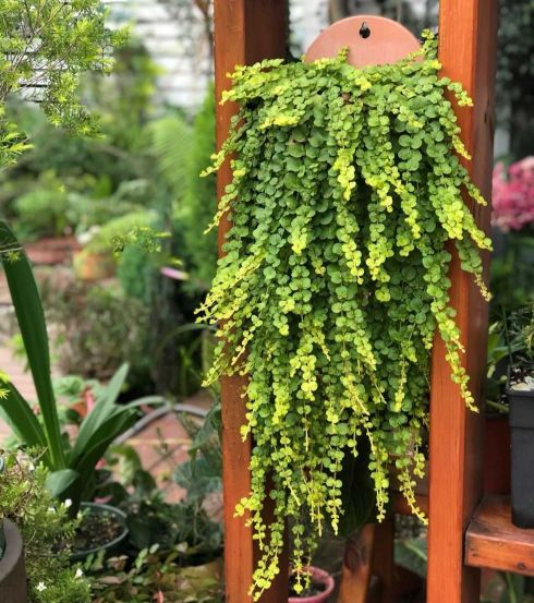 散发清香的易养花卉植物,观叶植物盆栽大全图