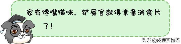 猫咪大便不正常怎么回事,猫咪屁屁老是有稀便便是怎么回事