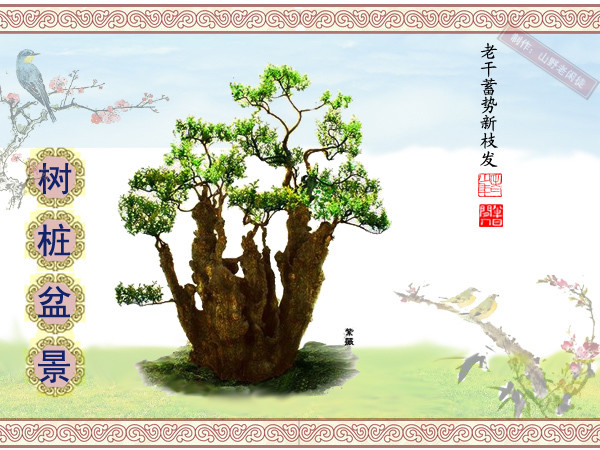 鏍戞々鐩嗘櫙楂樻竻鍥剧墖,姒旀鐩嗘櫙鏍戞々