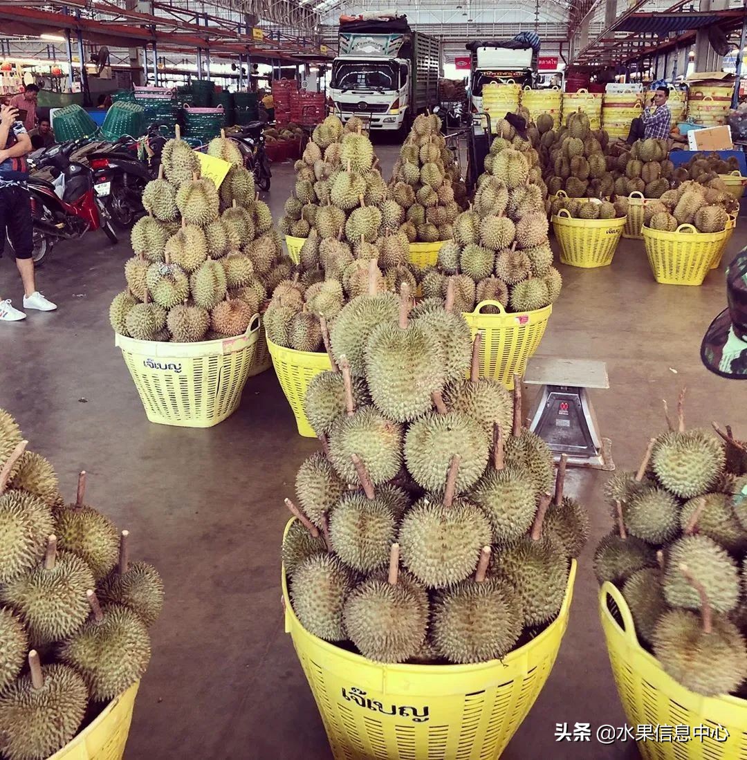 西双版纳水果市场榴莲 (上海亚洲最大的水果批发市场榴莲)