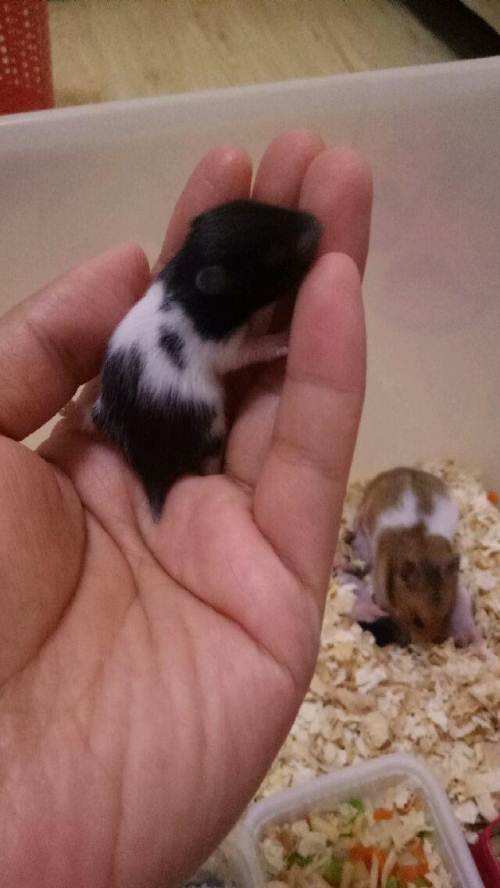 养金丝熊卫生吗,养宠物金丝熊