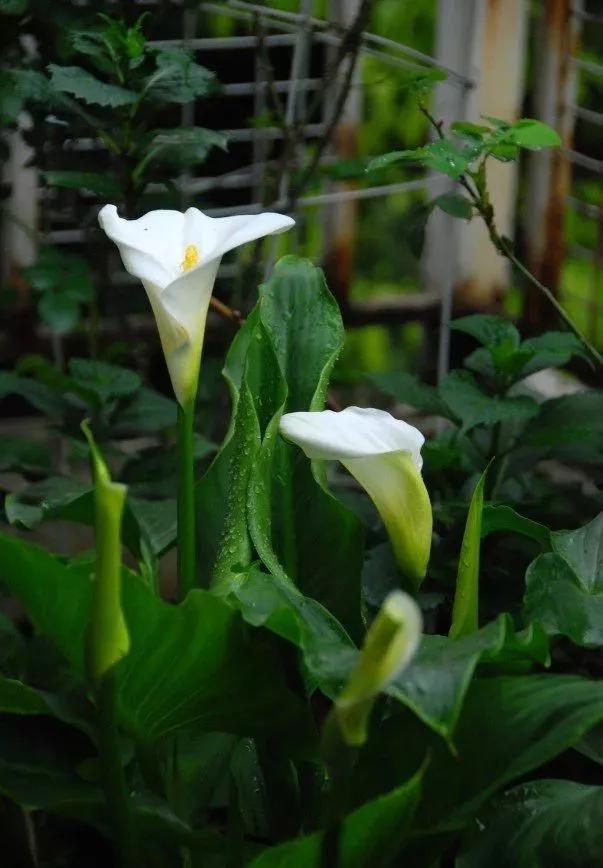 5种花不怕旱就怕涝,三种最怕缺水的花