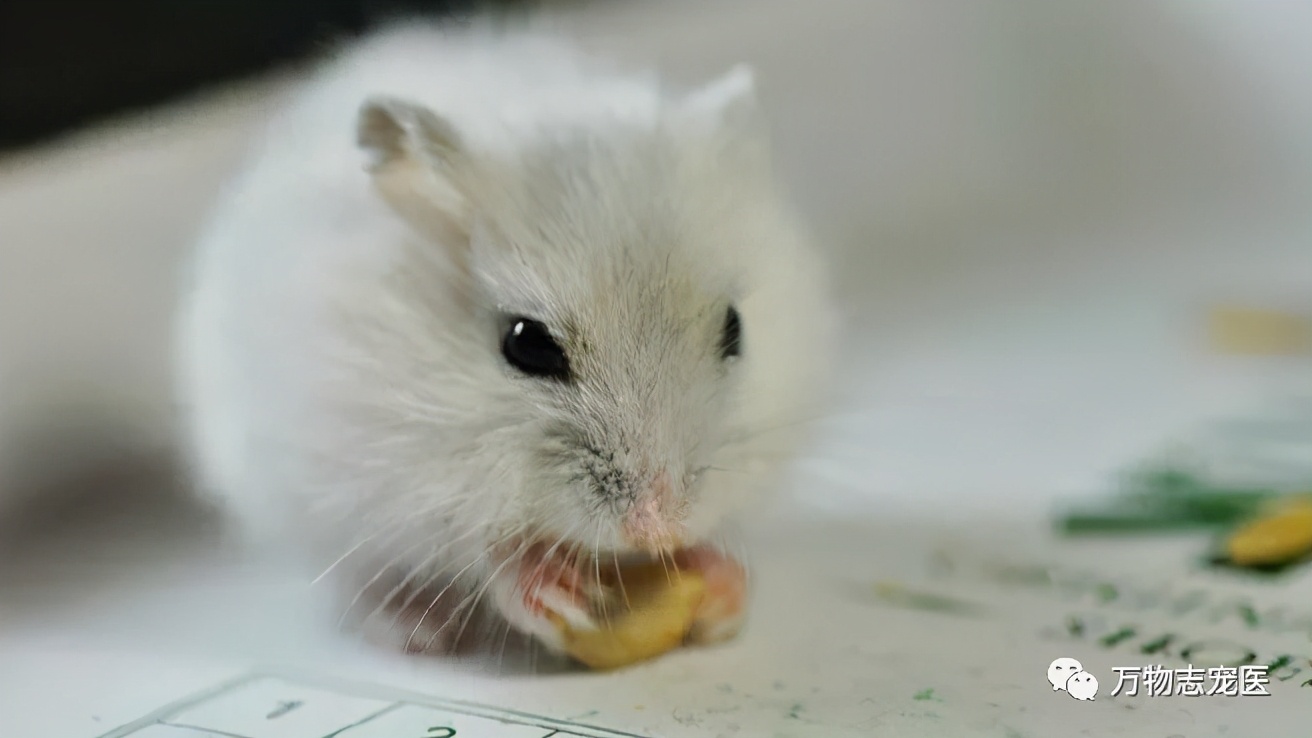 仓鼠会引起人类呼吸道疾病吗,仓鼠传染疾病吗