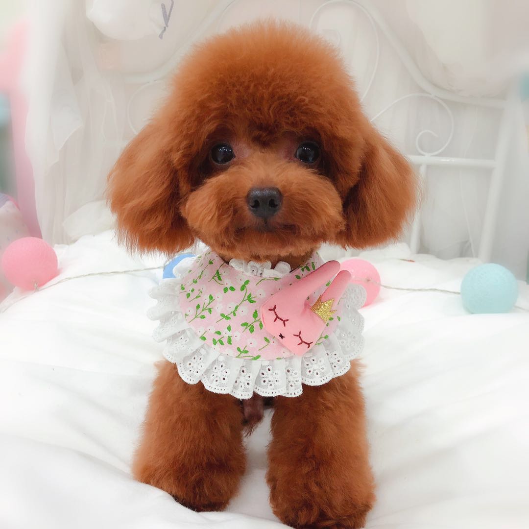 泰迪被当爷爷给宠坏了,把泰迪宠坏了