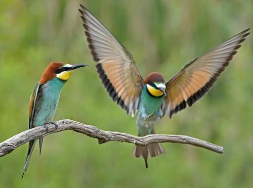 蓝胸佛法僧高清图片,蓝胸佛法僧