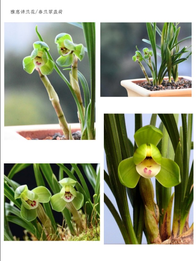 春兰入门级品种介绍：大富贵、环球荷鼎、端秀荷、余蝴蝶等等