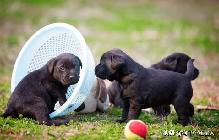 最可爱的狗狗排名有你家狗狗吗,盘点那些比你想象中还可爱的狗狗