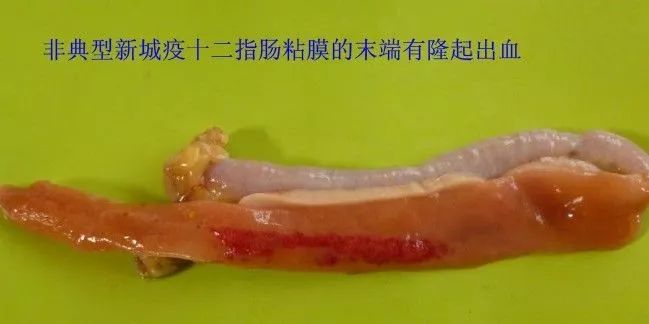 家禽常见疾病及检测方法书籍,家禽疾病如何检测