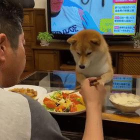 狗子不听话是你心太软,狗子不护主人