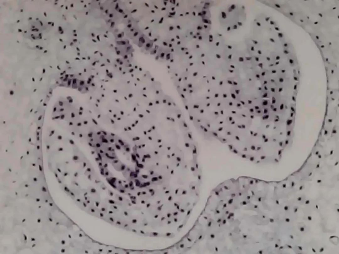 暑假孩子玩手机不如打篮球吧,儿童显微镜放大蚂蚁120倍