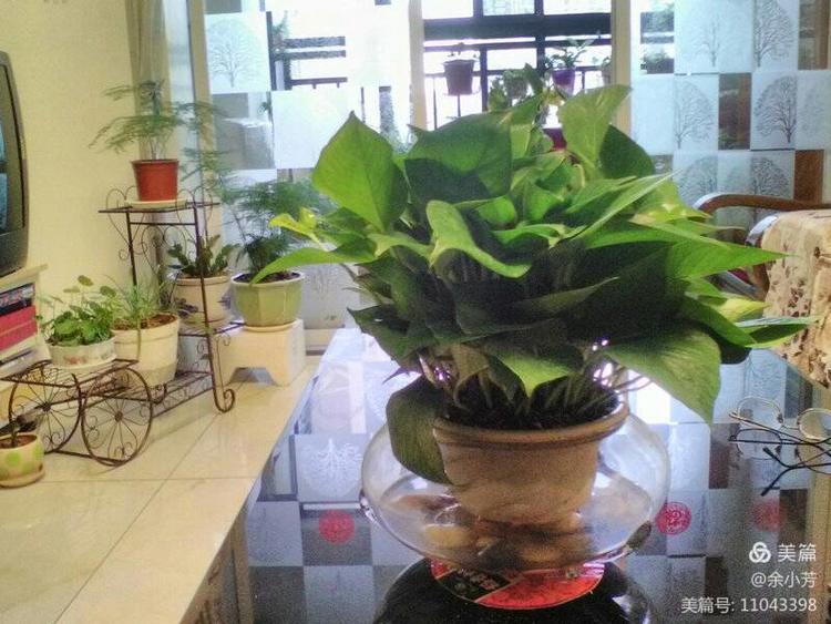 栀子花开歌曲歌词,栀子花开歌曲完整版