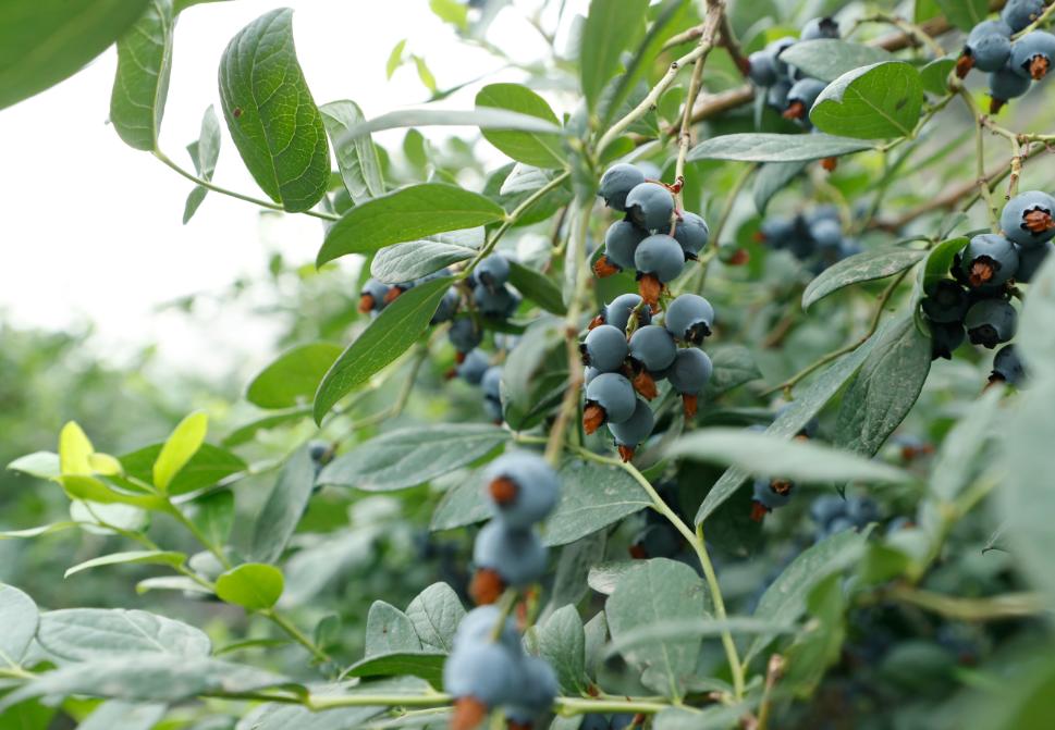北京4月踏青的地方丰台区有哪些,丰台踏青好去处