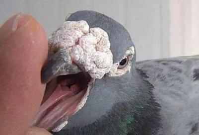 鸽子第一杀手—毛滴虫,在夏季如此猖獗,养鸽户们应该这样解决