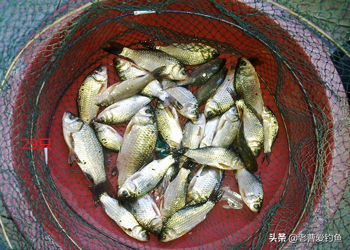 猪肝钓鲫鱼最佳时间,冬钓奶鲫技巧