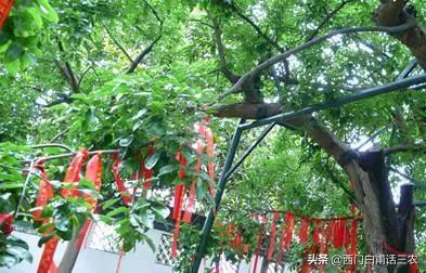鸡翅木的树是什么样,鸡翅木是什么树木