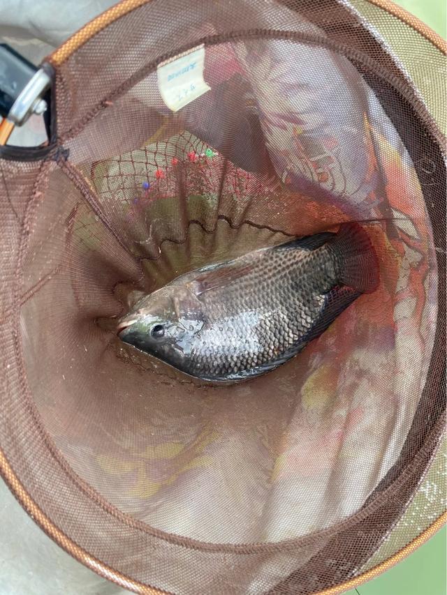 2.7米的鱼竿钓罗非鱼,用5米4的鱼竿钓罗非鱼