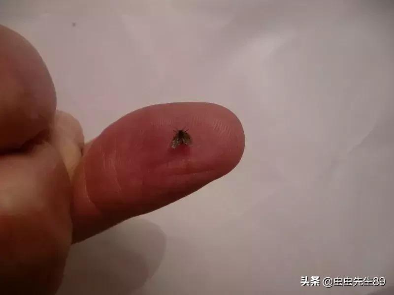 蹲便厕所小飞虫如何彻底消除,怎样消除厕所里的飞虫