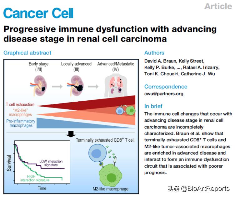 ​3篇《细胞》子刊同期聚焦！肾癌的免疫治疗最新进展