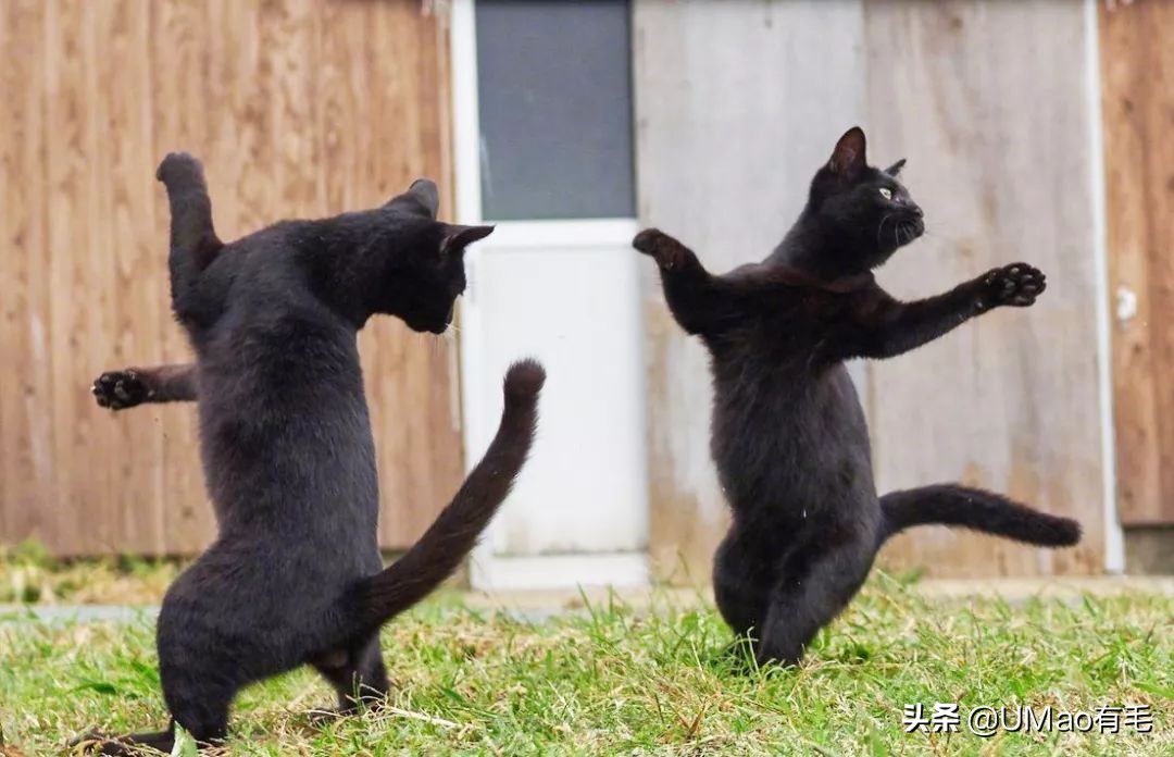 胖橘猫和黑猫,橘猫黑猫白猫哪个最可爱