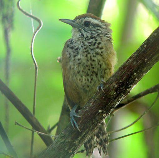 广东常见鸟类图谱和名称图文,东江揽胜鸟类