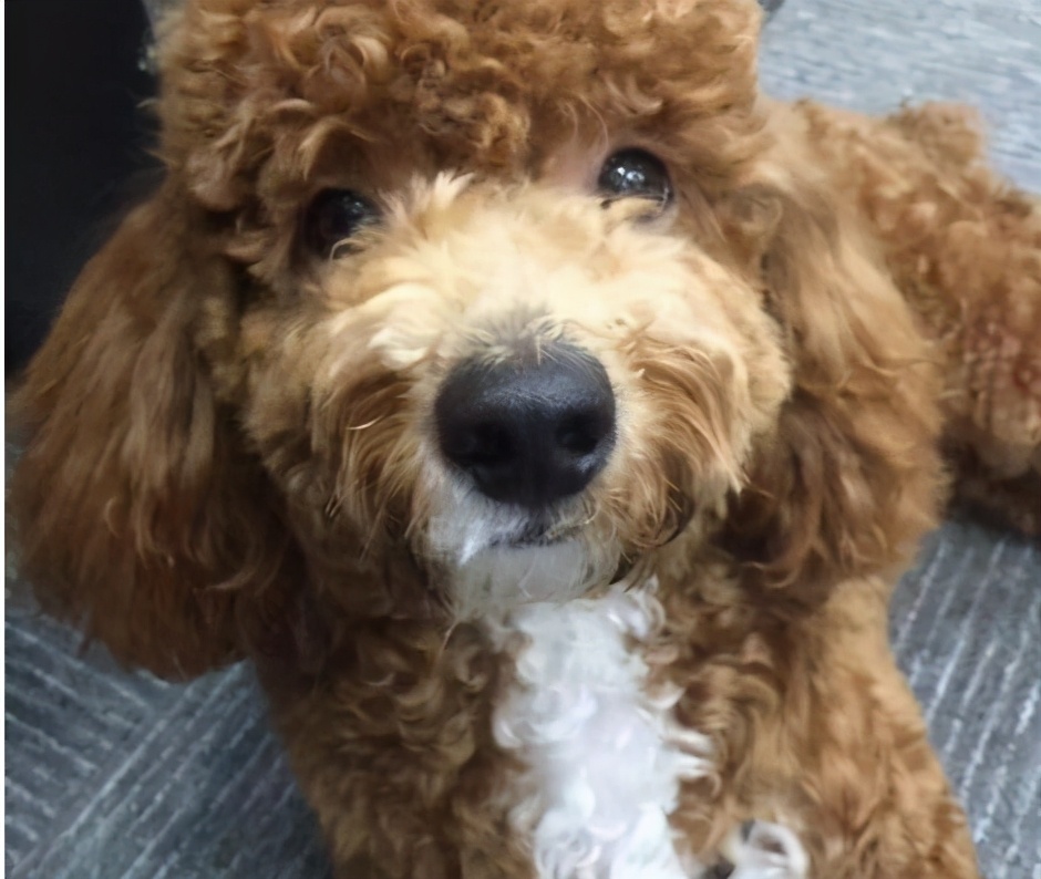 什么样的狗最旺,旺主人的狗有什么特征