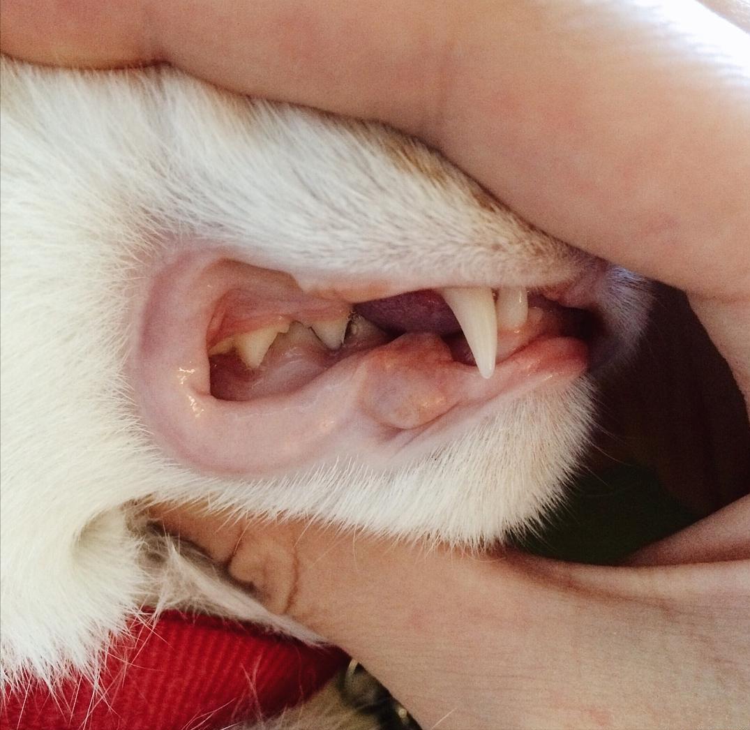 在猫咪眼中吃重要还是玩重要,在猫咪眼里人类有哪些迷惑行为