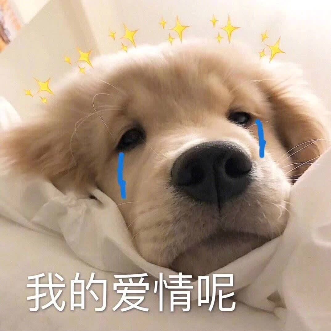 「护理」狗子来了大姨妈怎么办？