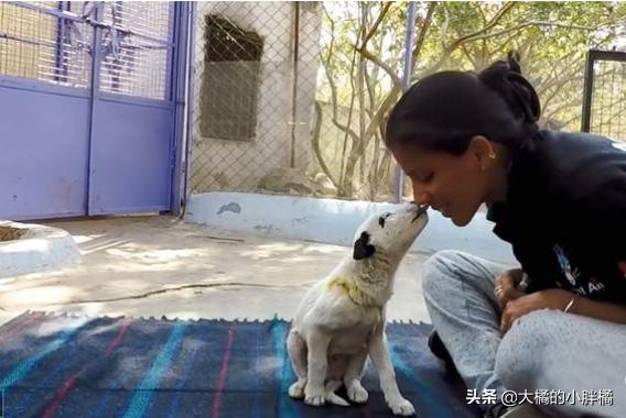 小狗狗被人类虐待求饶,流浪狗被虐待后还是相信人类