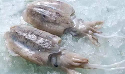 墨鱼的墨汁是凉的吗,墨鱼的墨汁代表什么