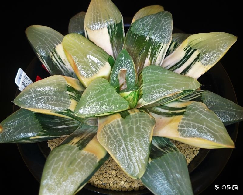 多肉玉露寿的品种图鉴,多肉植物欣赏