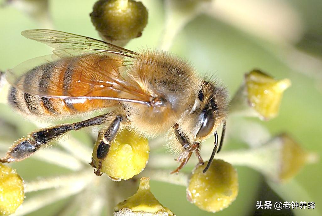 蜜蜂采集蜂蜜的全过程,蜜蜂采集蜂蜜的整个过程