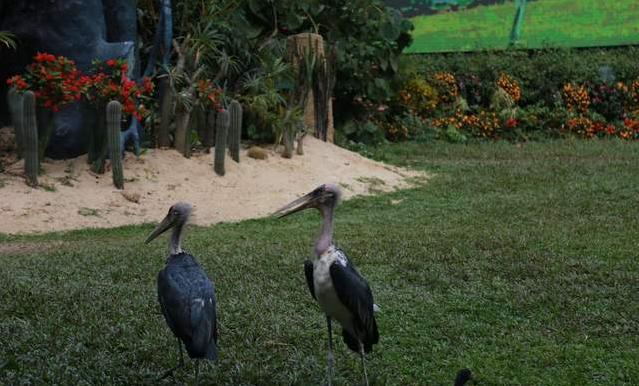 广州长隆四天三晚旅游推荐,4天去广州长隆和珠海看海怎么玩