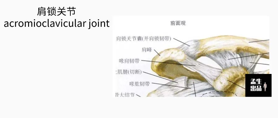 肩锁关节脱位等级及图片,解剖学肩关节