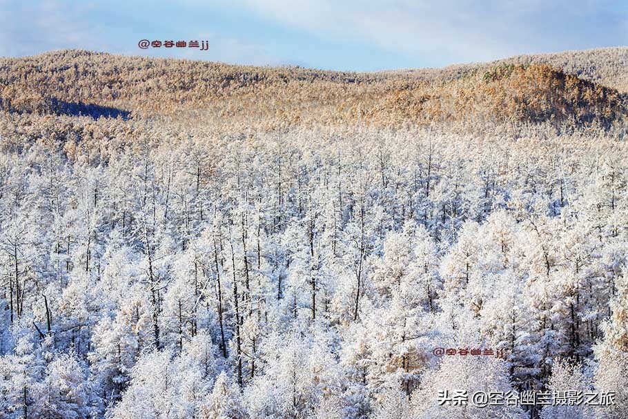 难道我误闯进了，被科考生态专家称为兴安奇景的，偃松幽径吗？