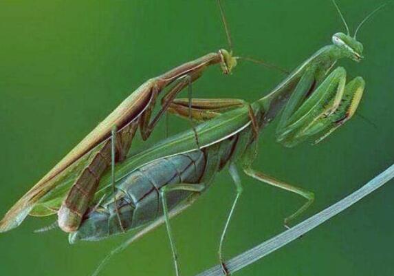 母螳螂会吃掉公螳螂吗,螳螂繁殖后母螳螂会吃掉公螳螂