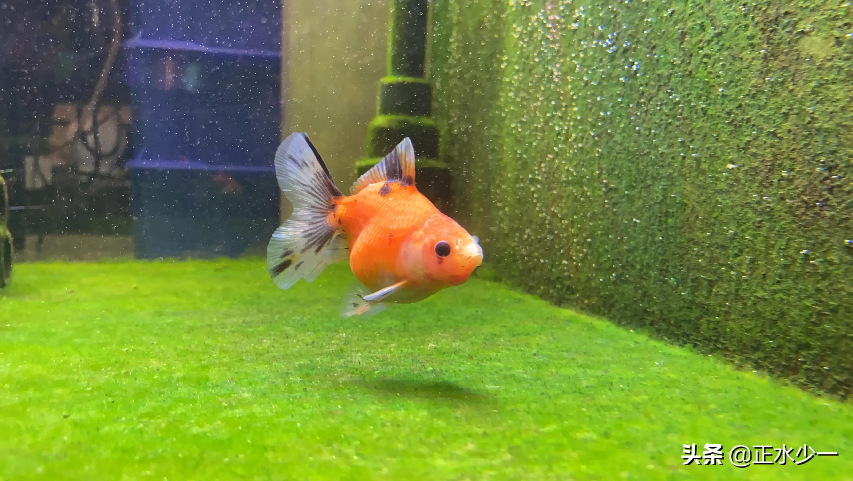 金鱼长白毛胀肚,金鱼身上长肉疙瘩怎么回事