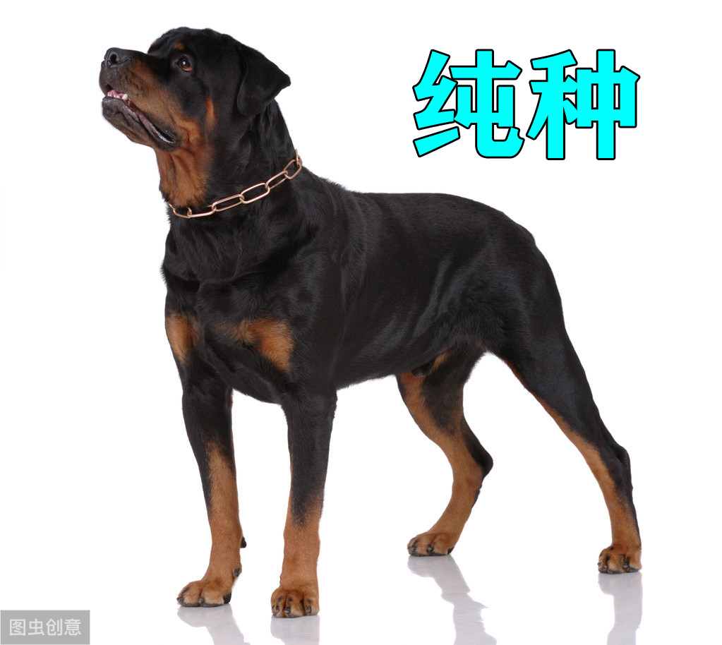 如何看出罗威纳犬是不是纯种 (罗威纳长嘴立耳是纯种的犬吗)