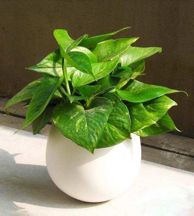 养绿萝撒化肥行吗,养绿萝用复合肥可以吗