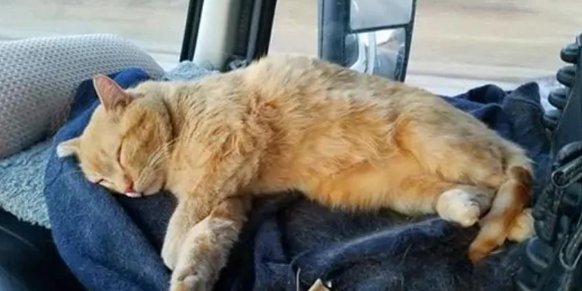 货车司机收养流浪狗后续,司机收养流浪猫一人一车三只猫