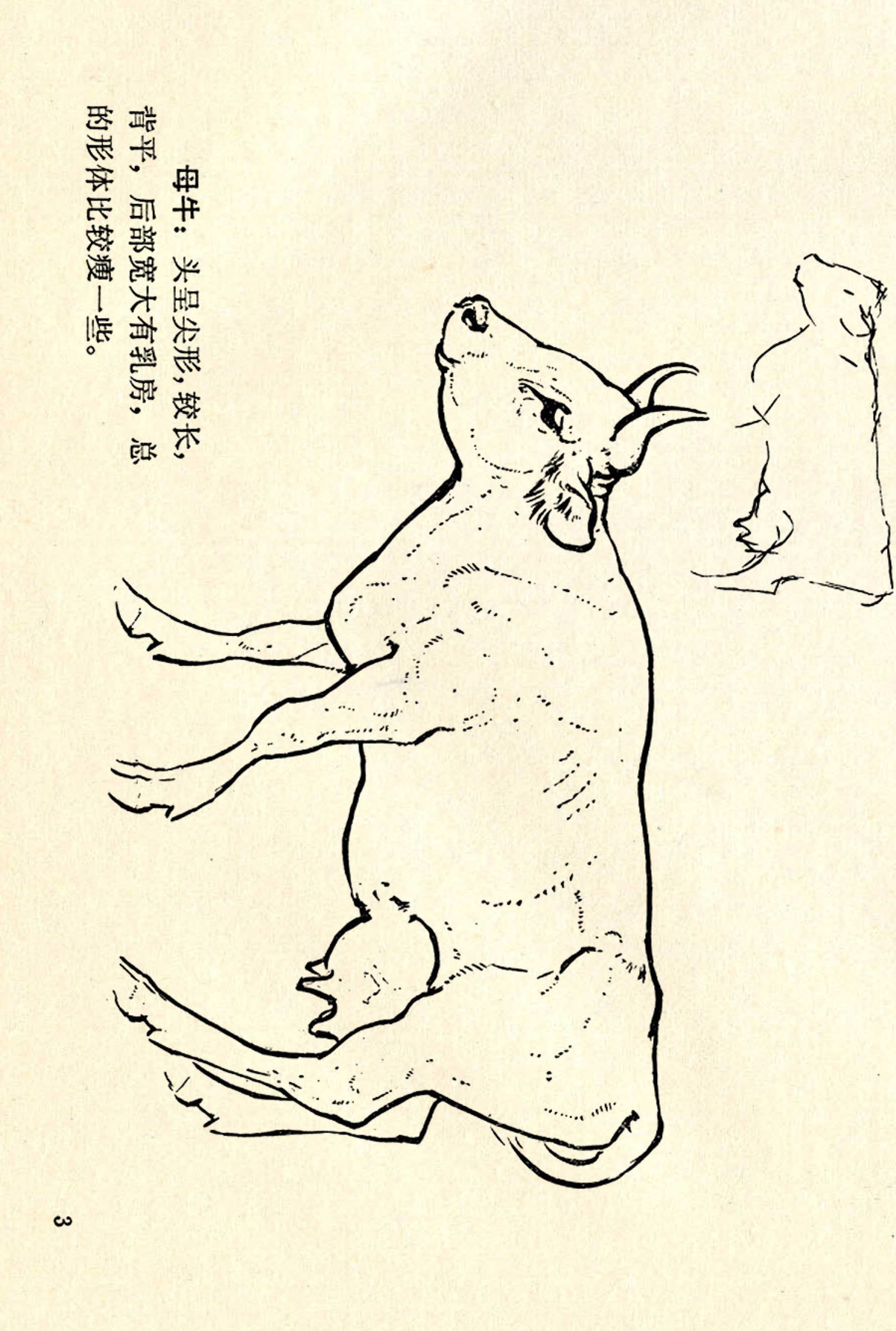 刘继卣画的学习方法,刘继卣动物插画